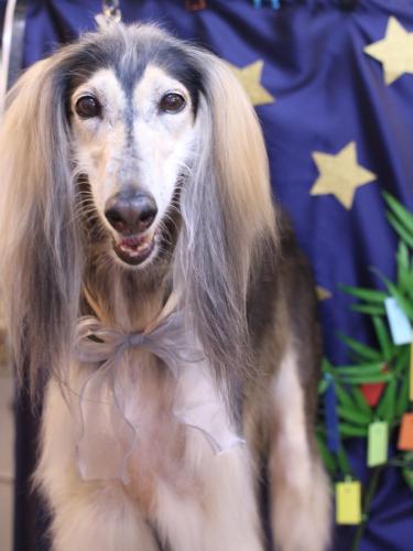 20230723シリウスくん